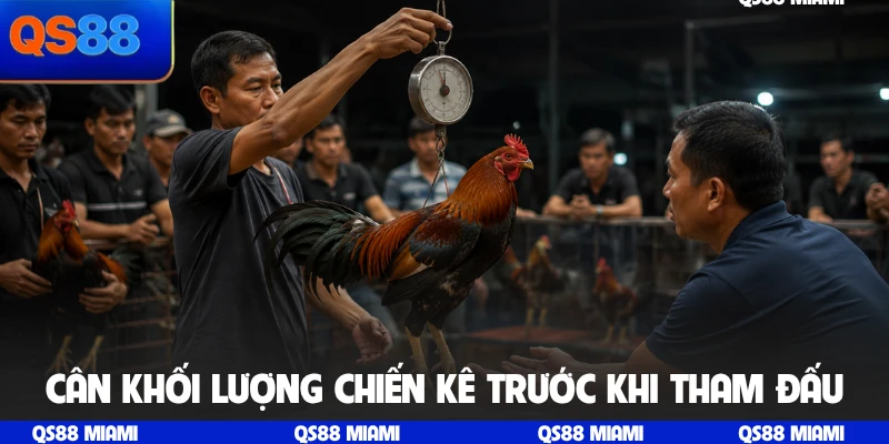 Cân khối lượng chiến kê trước khi tham đấu