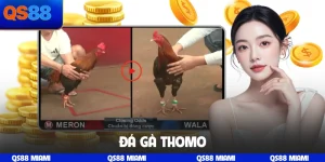 Đá gà Thomo
